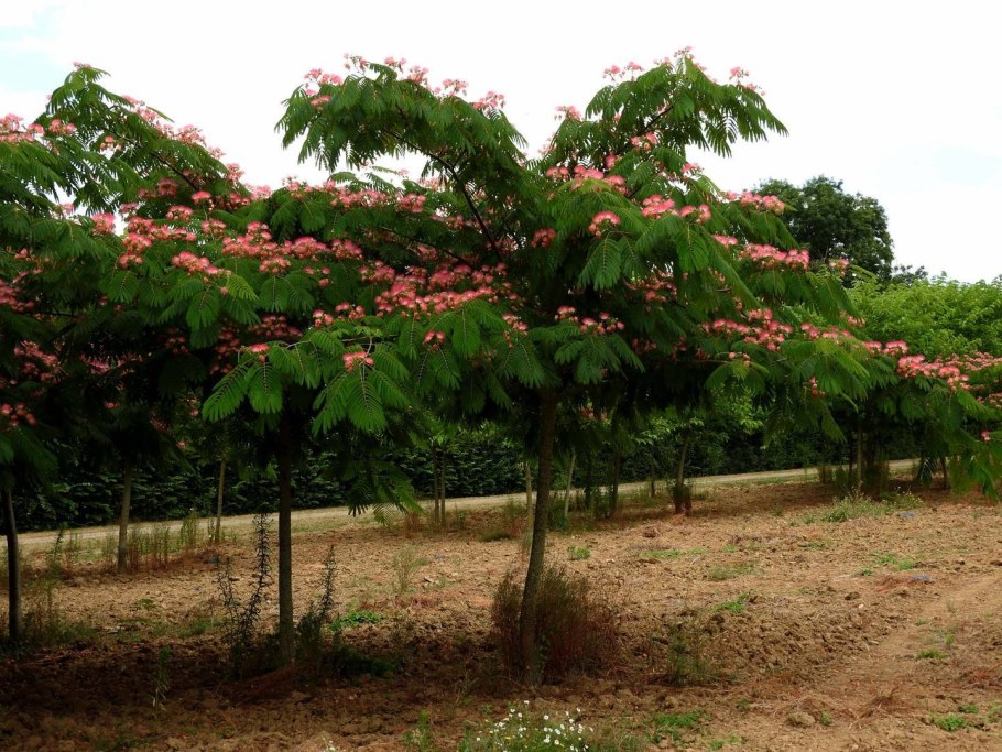 Альбиция ленкоранская - Albizia julibrissin