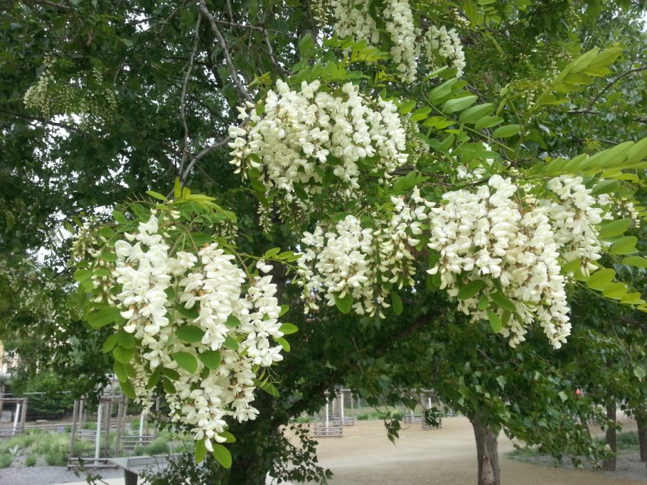 Робиния Умбракулифера