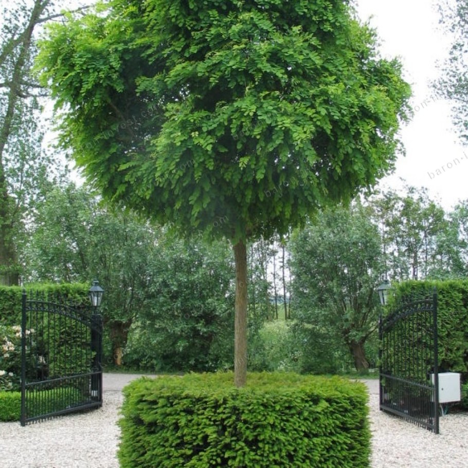 Клен Глобозум на штамбе