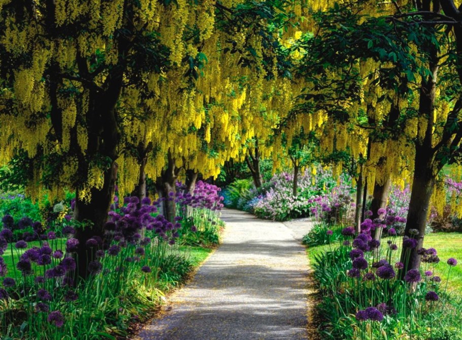 Сад глициний в Японии