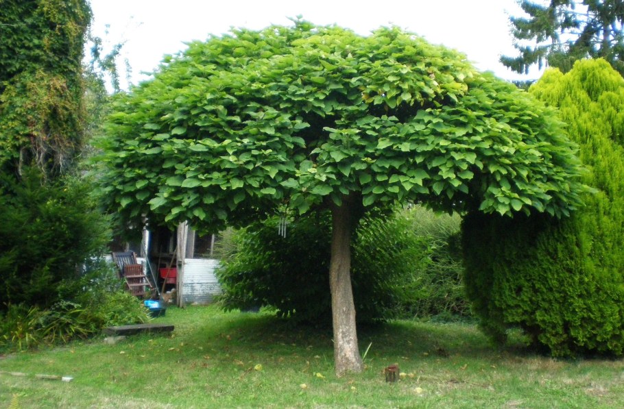 Катальпа бигнониевидная Нана