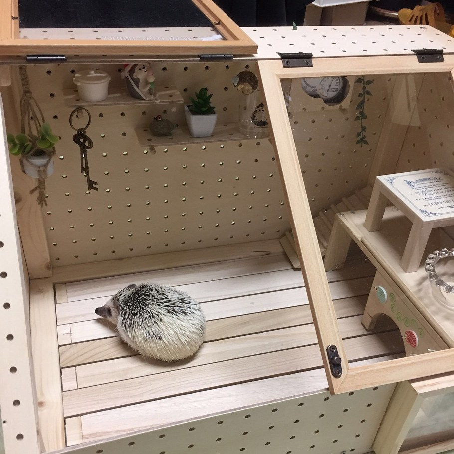 Домик для ежа африканского