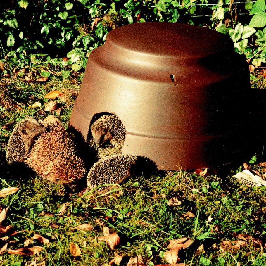 Домик для ежа на даче