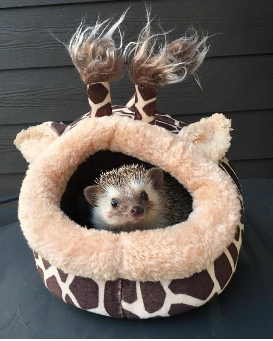 Домик для ежа африканского