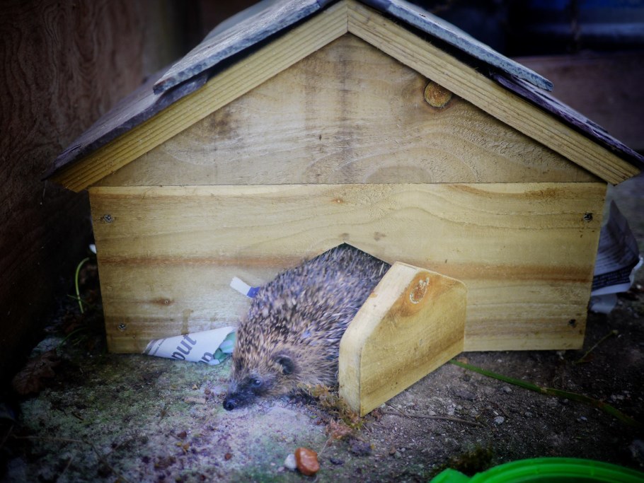 Домик для Ёжика на даче