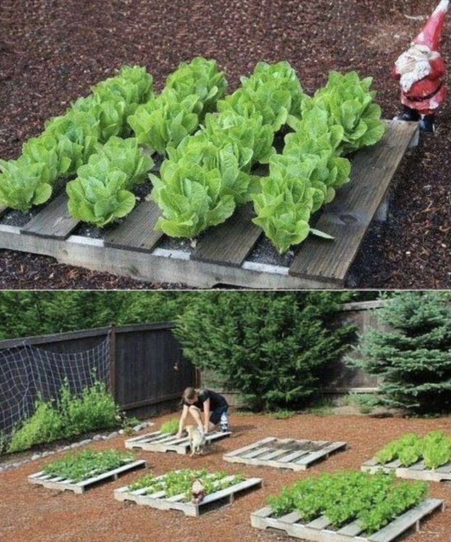 Необычные грядки на даче