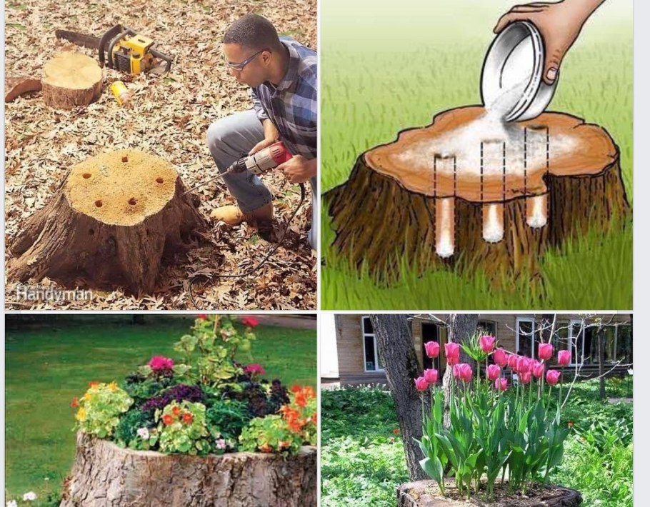 Интересные вещи для сада и огорода