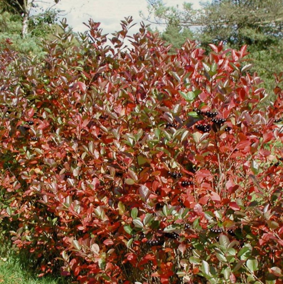 Арония черноплодная куст