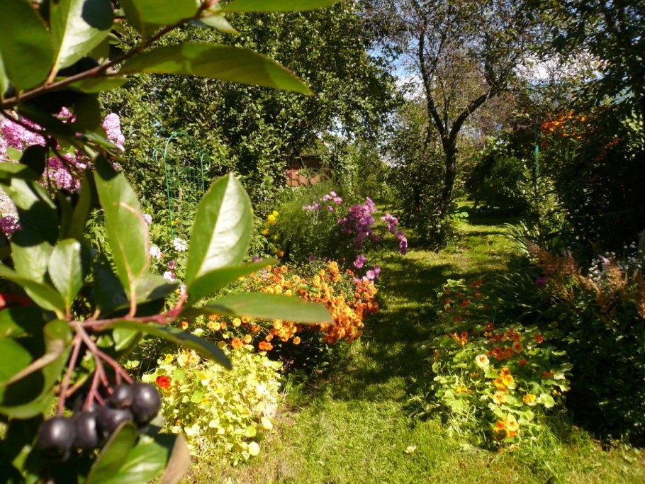 Арония черноплодная Живая изгородь