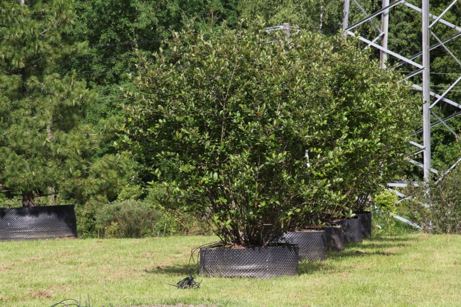 Арония Викинг