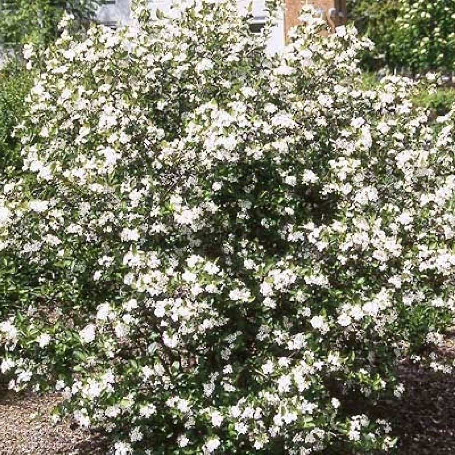 Арония кустарник