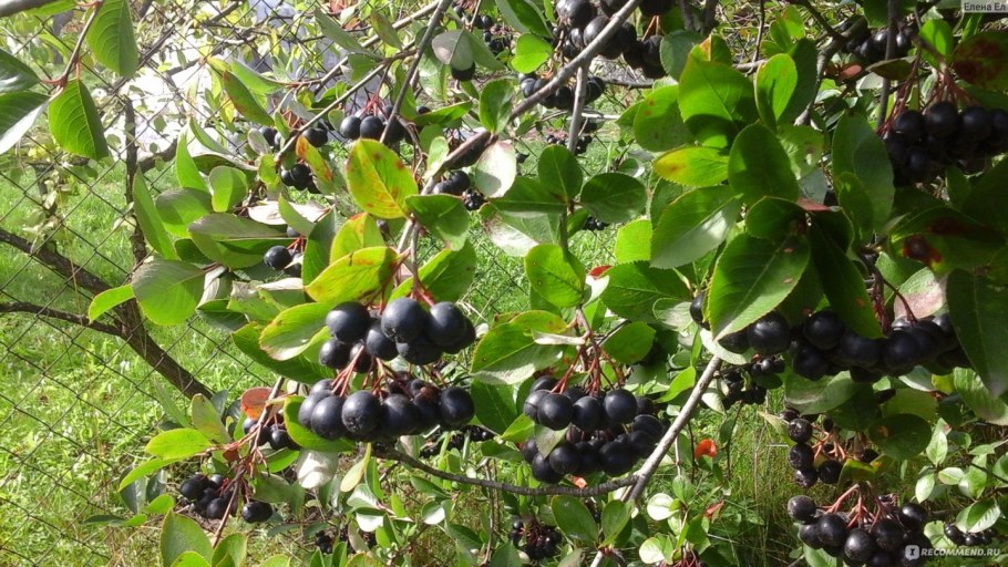 Черноплодка и ирга