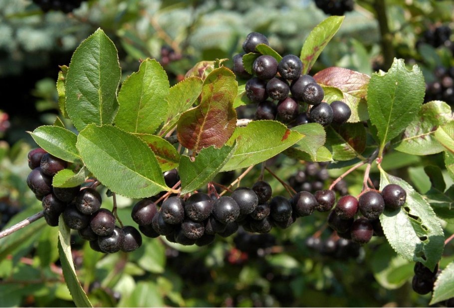 Черноплодка арония