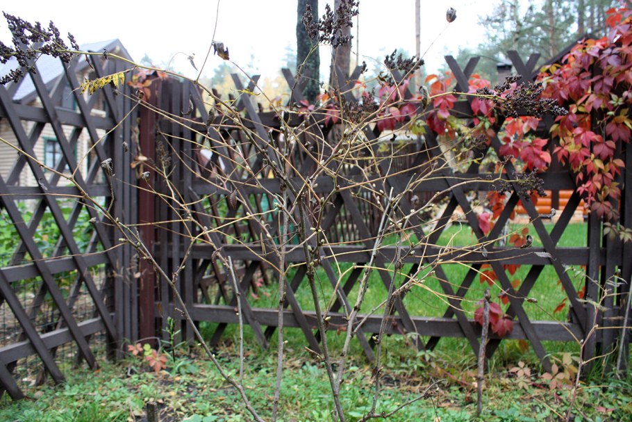 Арония черноплодная куст изгородь
