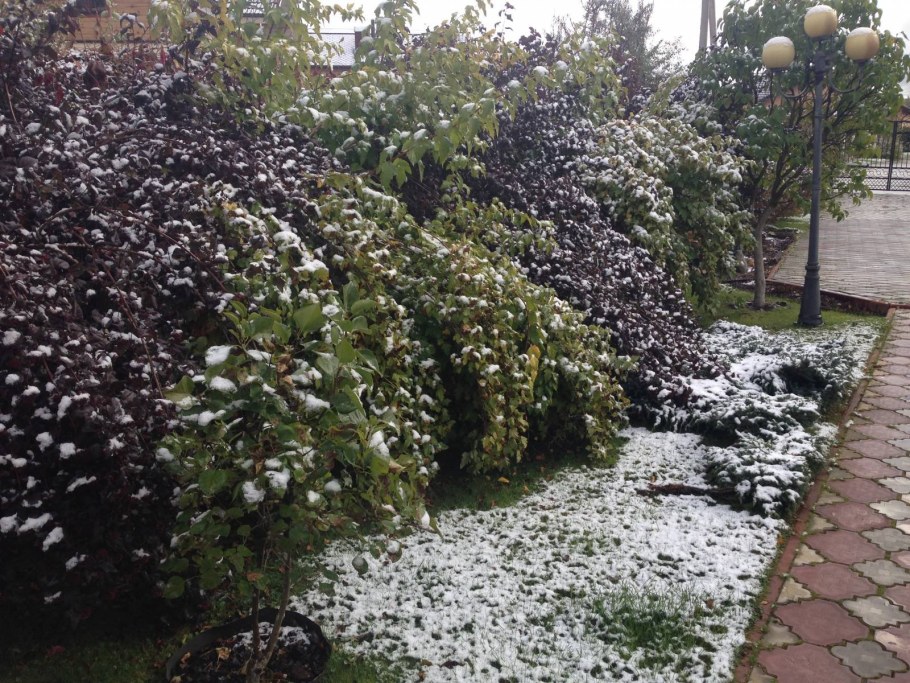 Арония черноплодная Живая изгородь