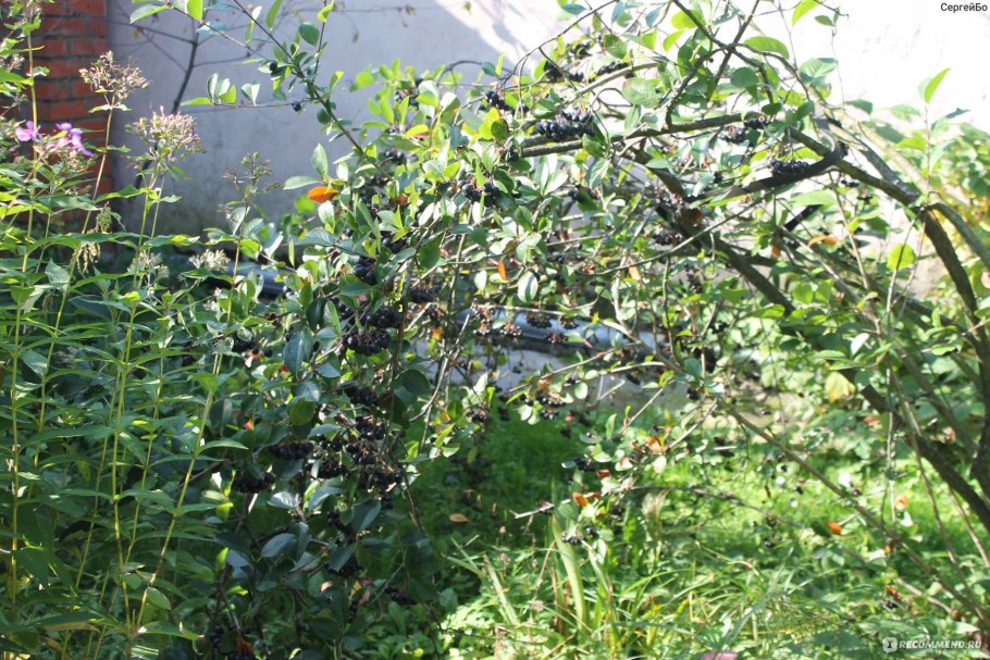 Арония черноплодная изгородь