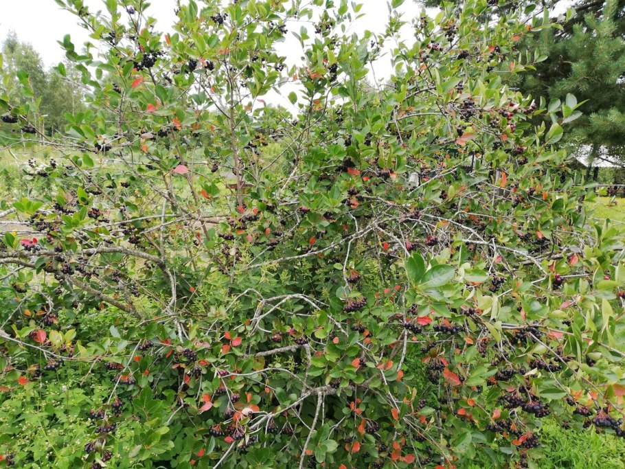 Черноплодка куст