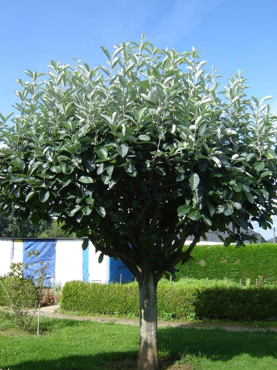 Рябина черноплодная штамбовая