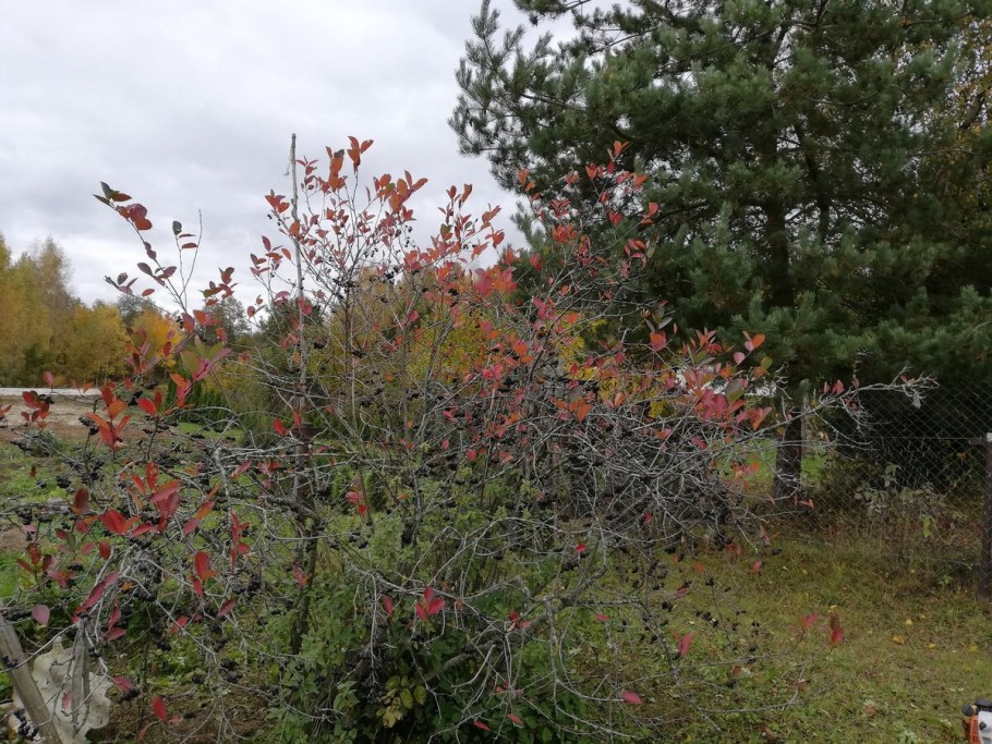 Арония Викинг Живая изгородь