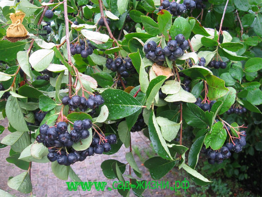 Черноплодная рябина в ландшафтном дизайне