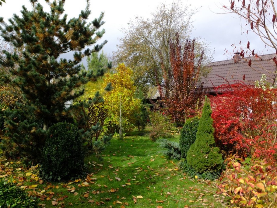 Скумпия Кожевенная