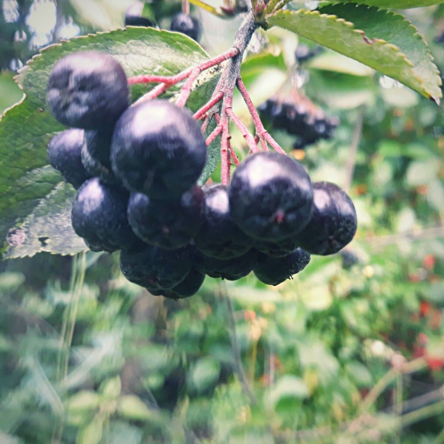 Арония черноплодная мулатка