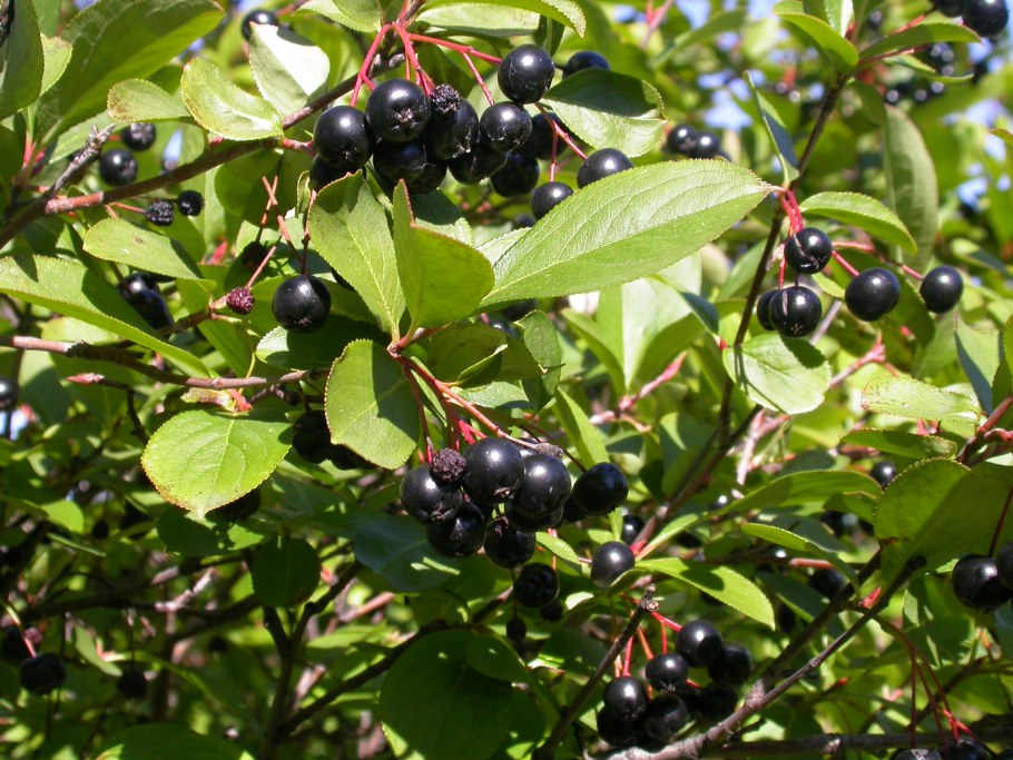 Рябина черноплодная (Aronia melanocarpa)