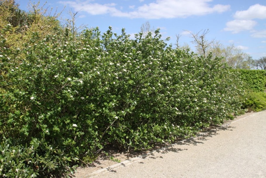 Арония рябина черноплодная куст