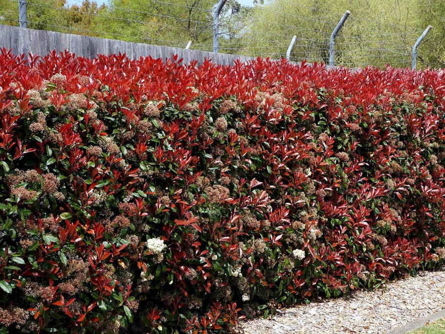 Фотиния Фразера ред Робин Живая изгородь