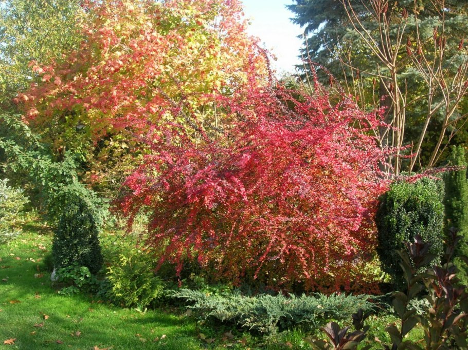 Клен Гиннала куст