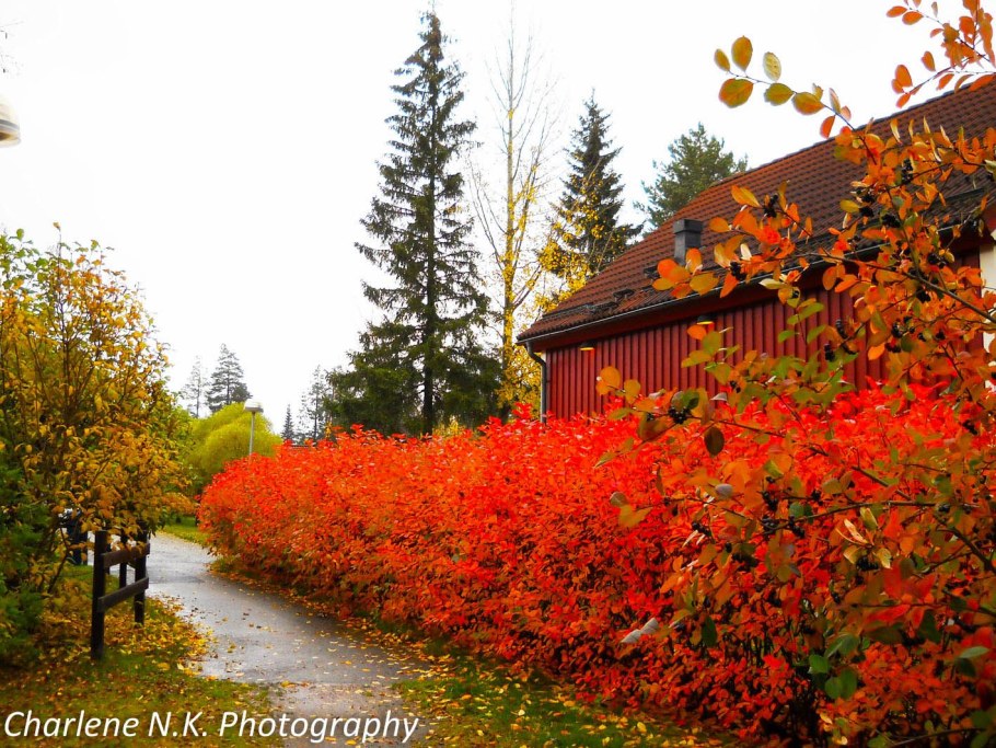 Черноплодная рябина Живая изгородь