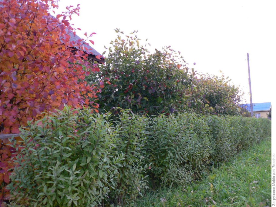 Арония Живая изгородь