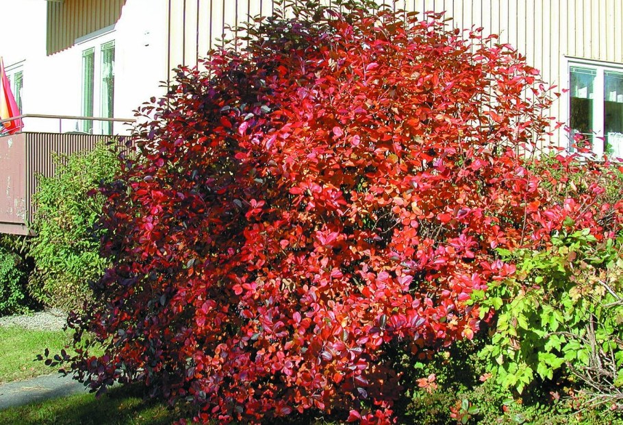 Арония рябина черноплодная куст