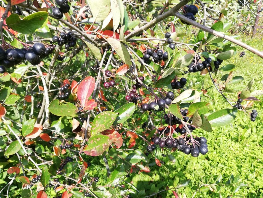 Арония Хугин