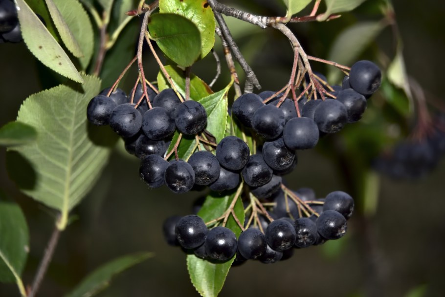 Арония черноплодная дерево