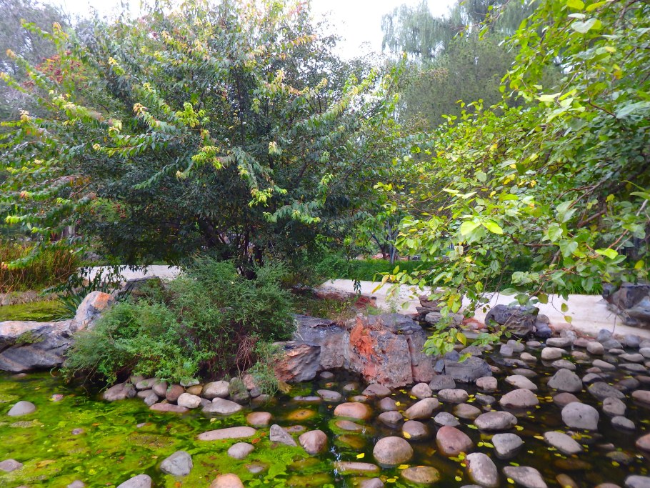 Черноплодная рябина в ландшафте