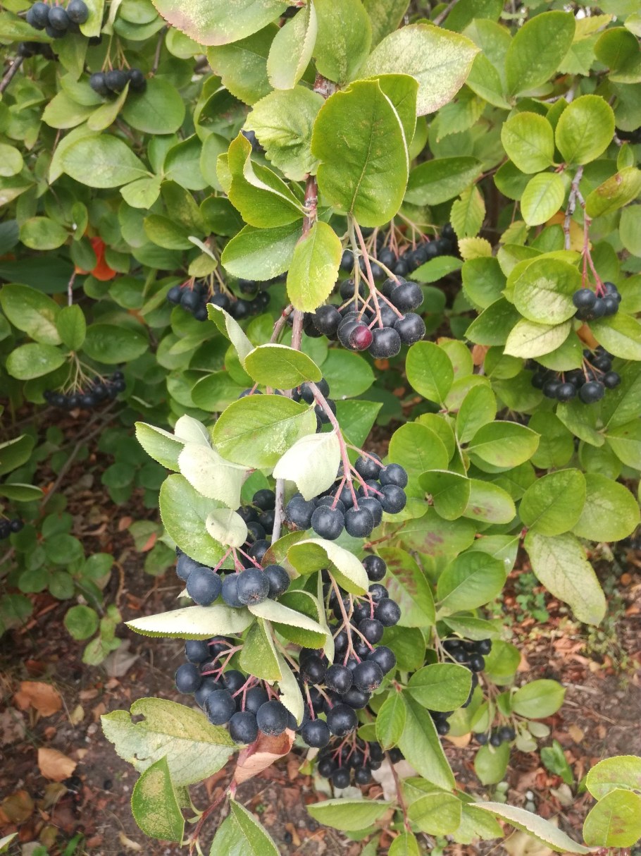 Рябина черноплодная Хугин