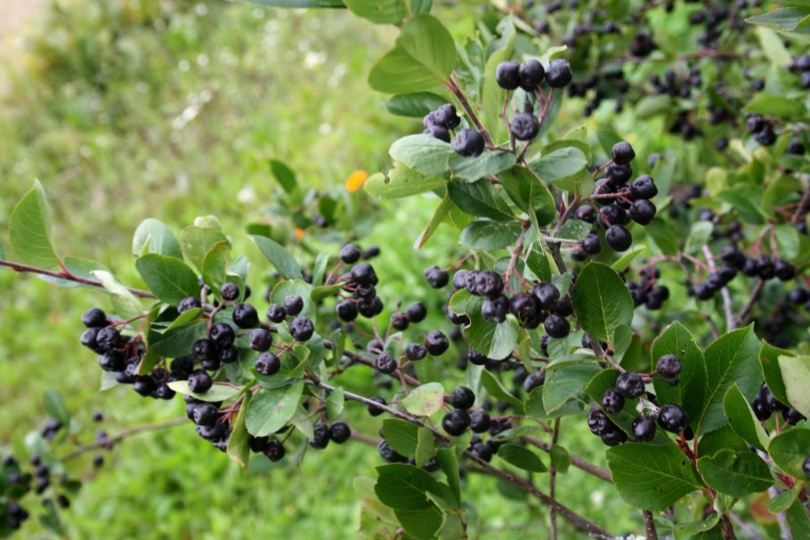 Арония черноплодная дерево