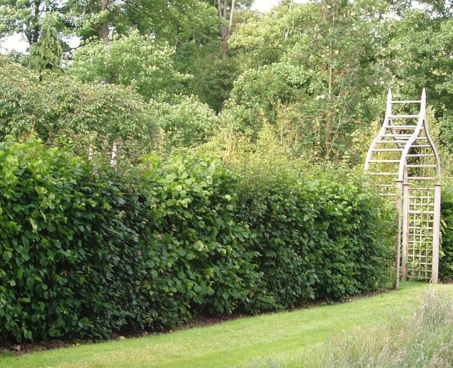 Черноплодная рябина Живая изгородь