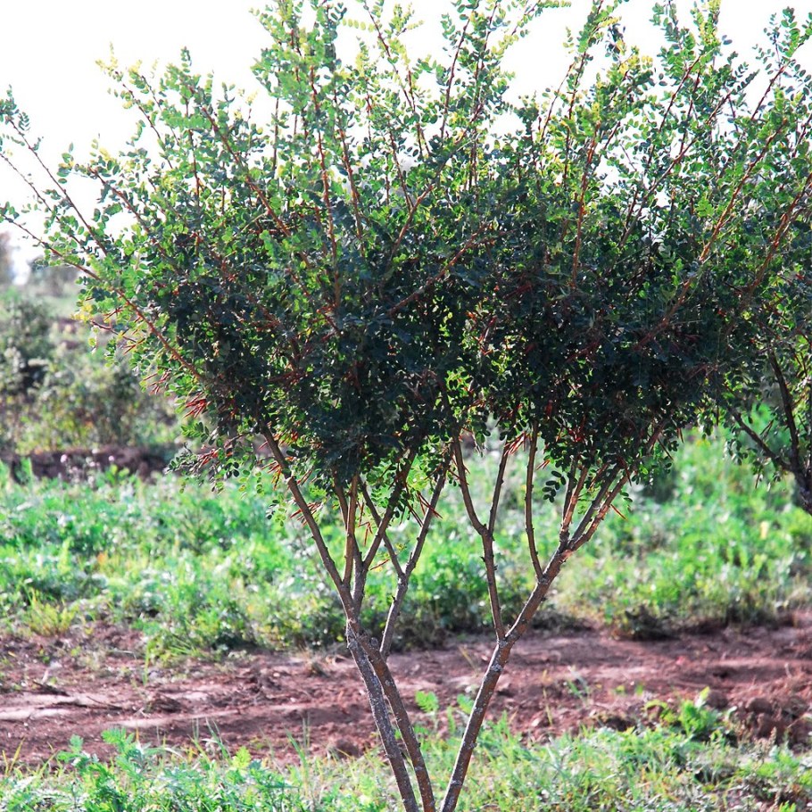 Черноплодная рябина кустарник