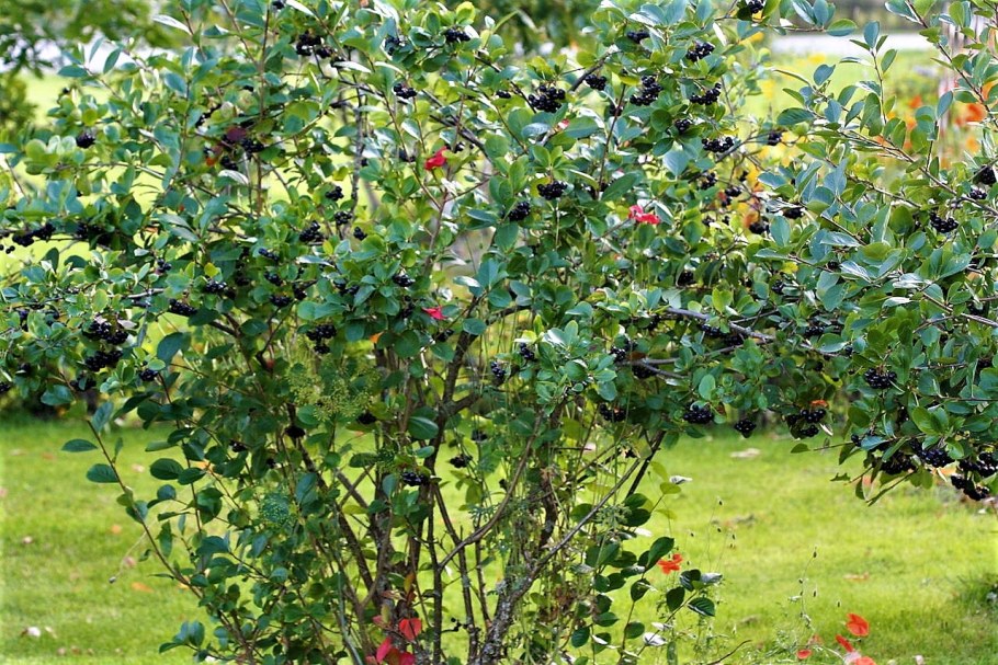 Черноплодная рябина дерево