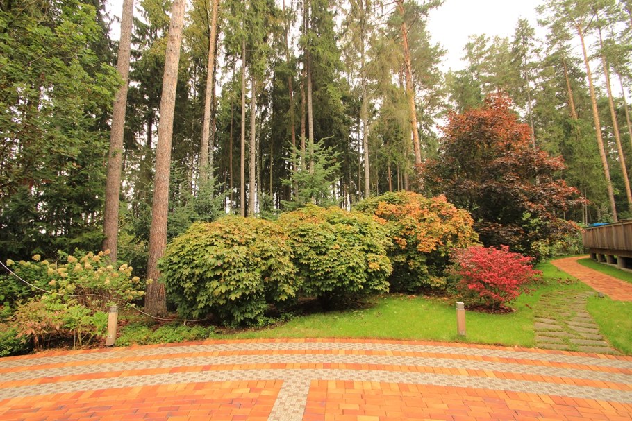 Клён Глобозум в живой изгороди