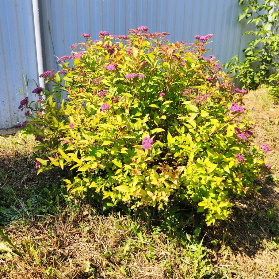 Спирея Голден Эльф