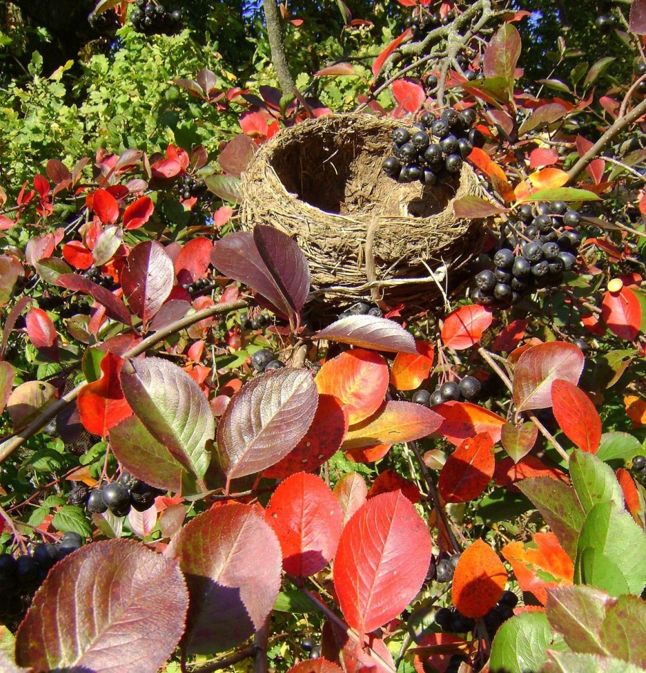 Арония черноплодная Живая изгородь