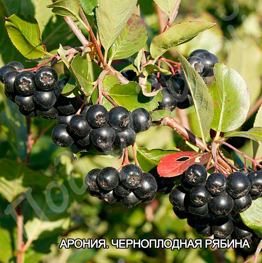 Черноплодка арония