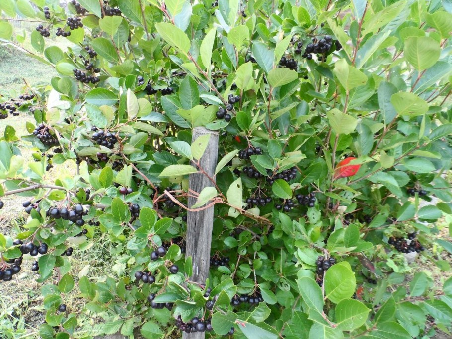 Арония черноплодная куст