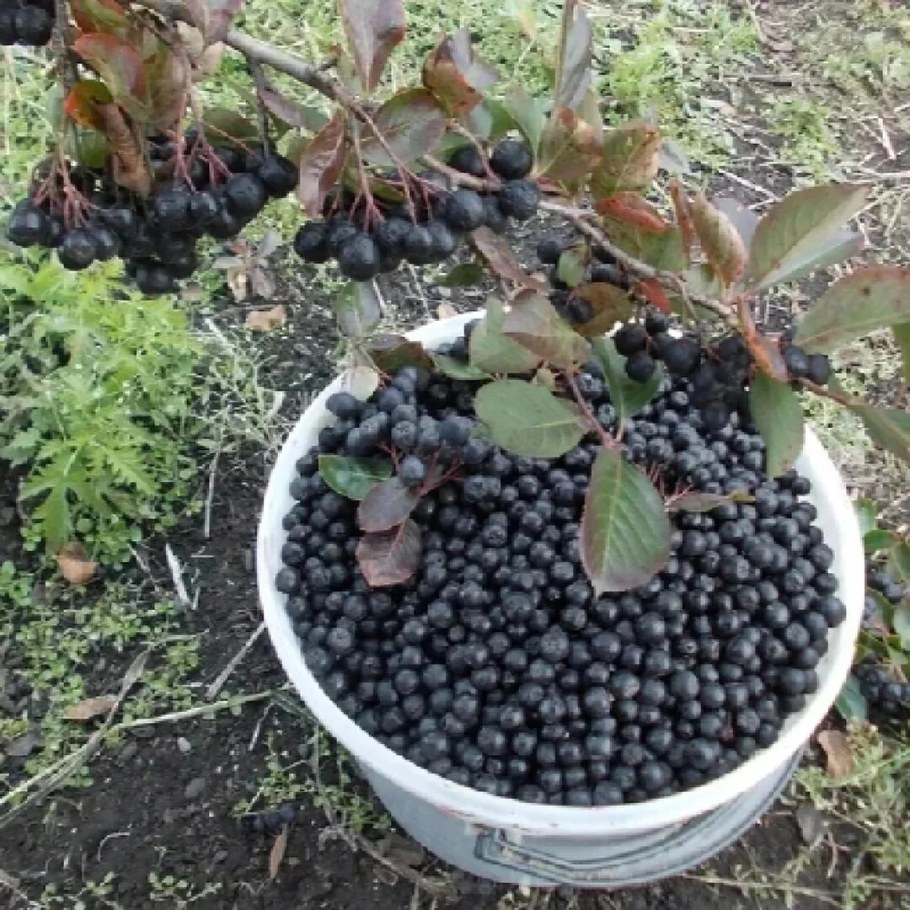 Черноплодная рябина соседи