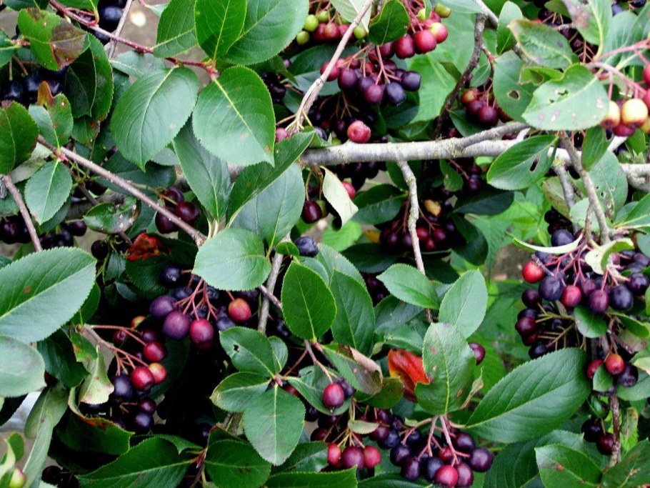 Черноплодка арония