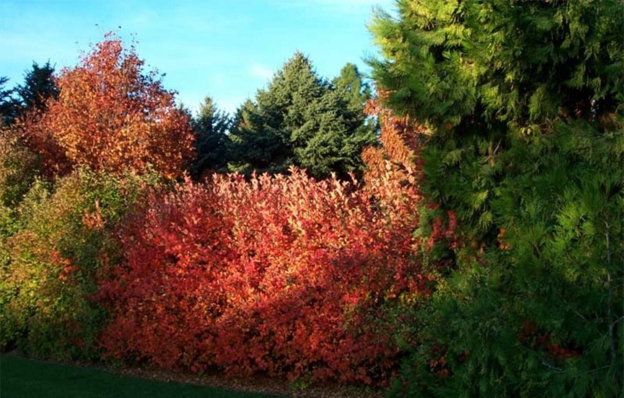 Арония черноплодная Живая изгородь