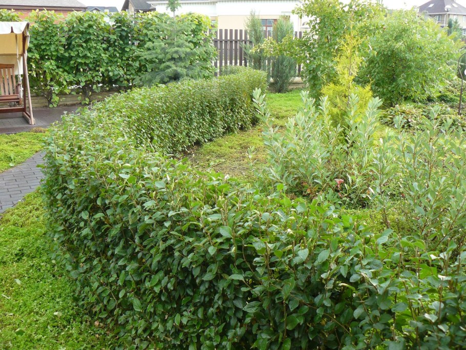 Кизильник черноплодный Живая изгородь